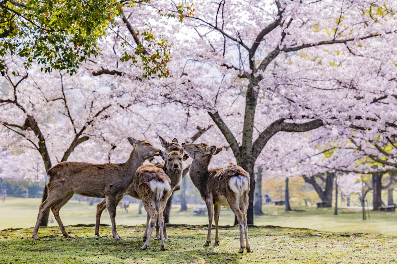 Nara, Japan